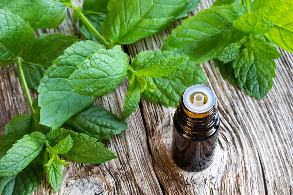 mint essential oil