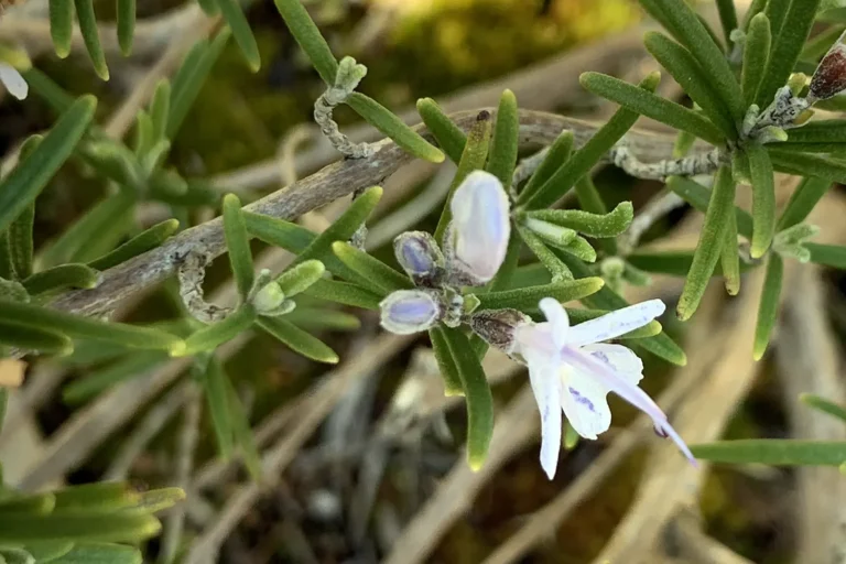 Rosemary essential oil 1 e1704636194280