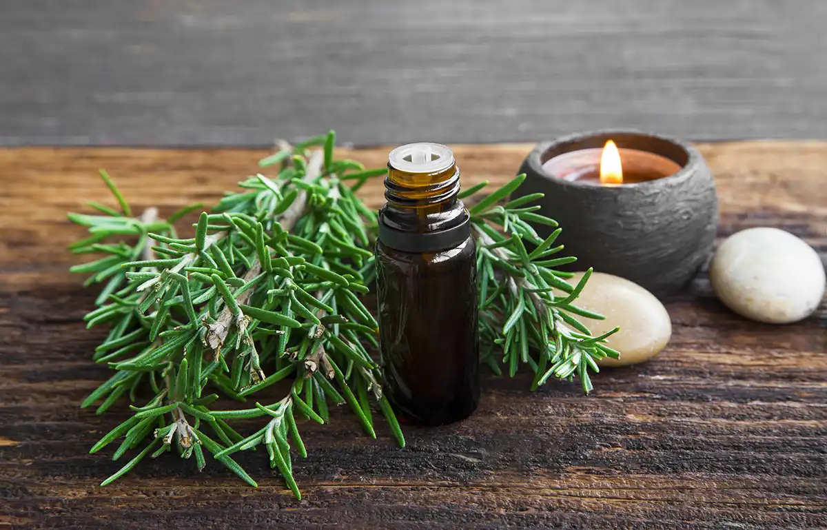 Rosemary Essential Oil: Exploring Its Therapeutic Uses and Benefits 1 rosemary essential oil