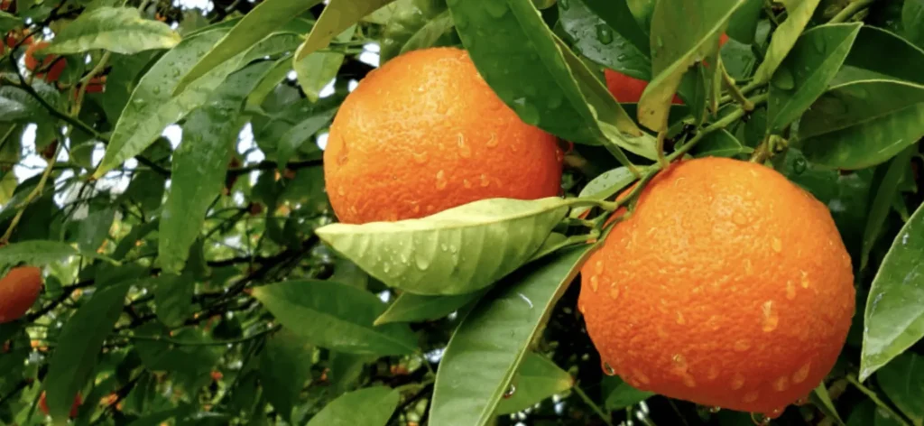 The fresh orange fruits of a Bitter Orange tree.