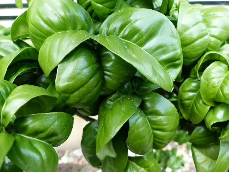 Leaves of an Orange tree, used to make Petitgrain oil.