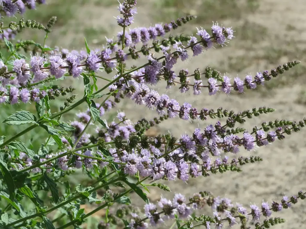 Flowering spearmint plants.