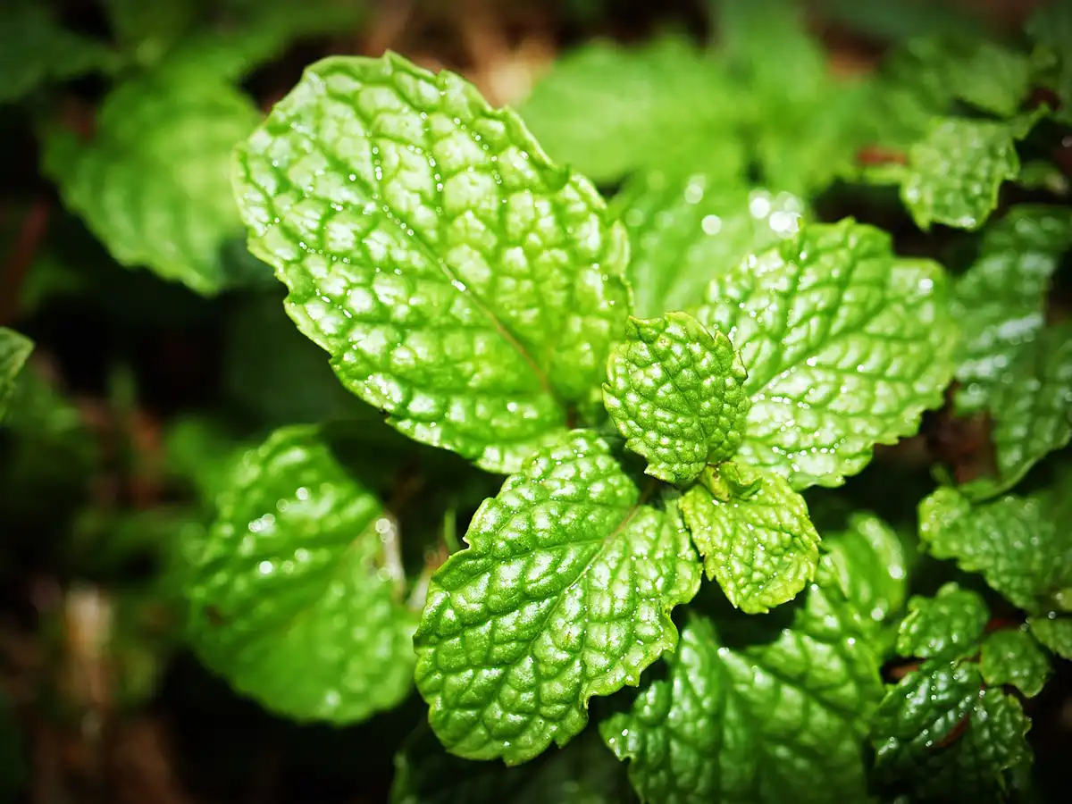 Leaves of Spearmint.