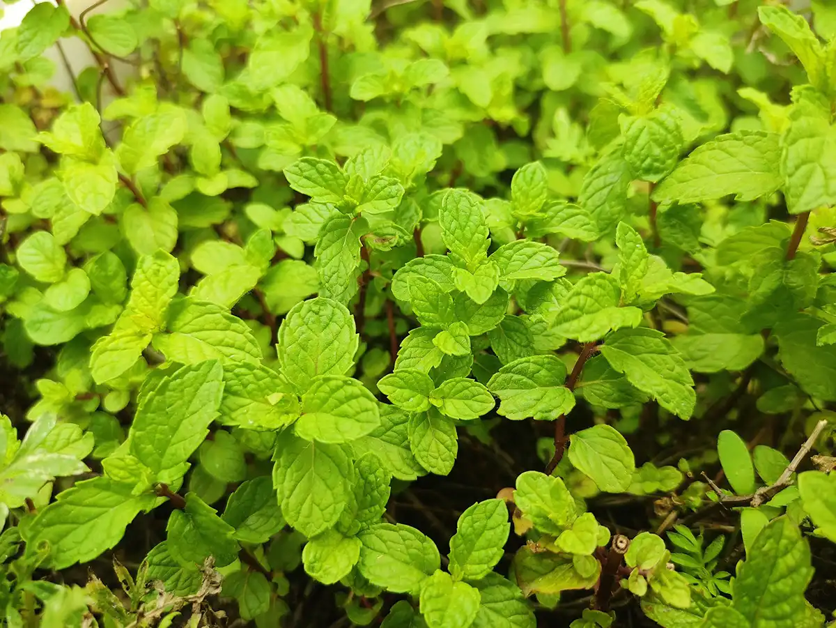 Spearmint leaves are used to distil Spearmint essential oil.