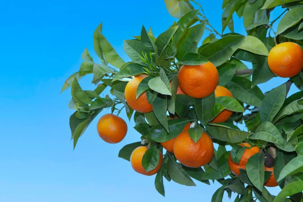 Fresh orange fruits of an orange tree. The leaves are used to distil Petitgrain essential oil.