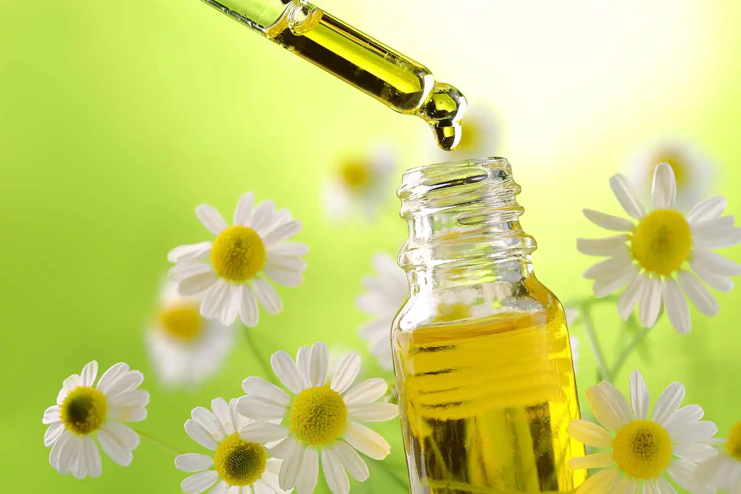 chamomile essential oil 3