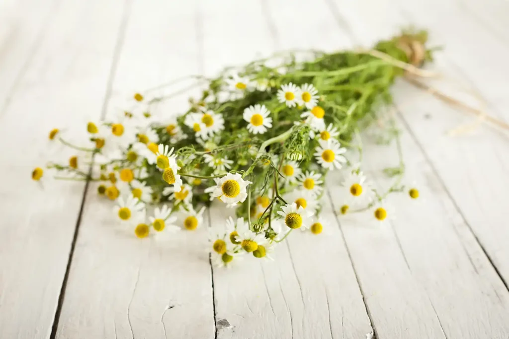 chamomile essential oil 4 e1702486052708