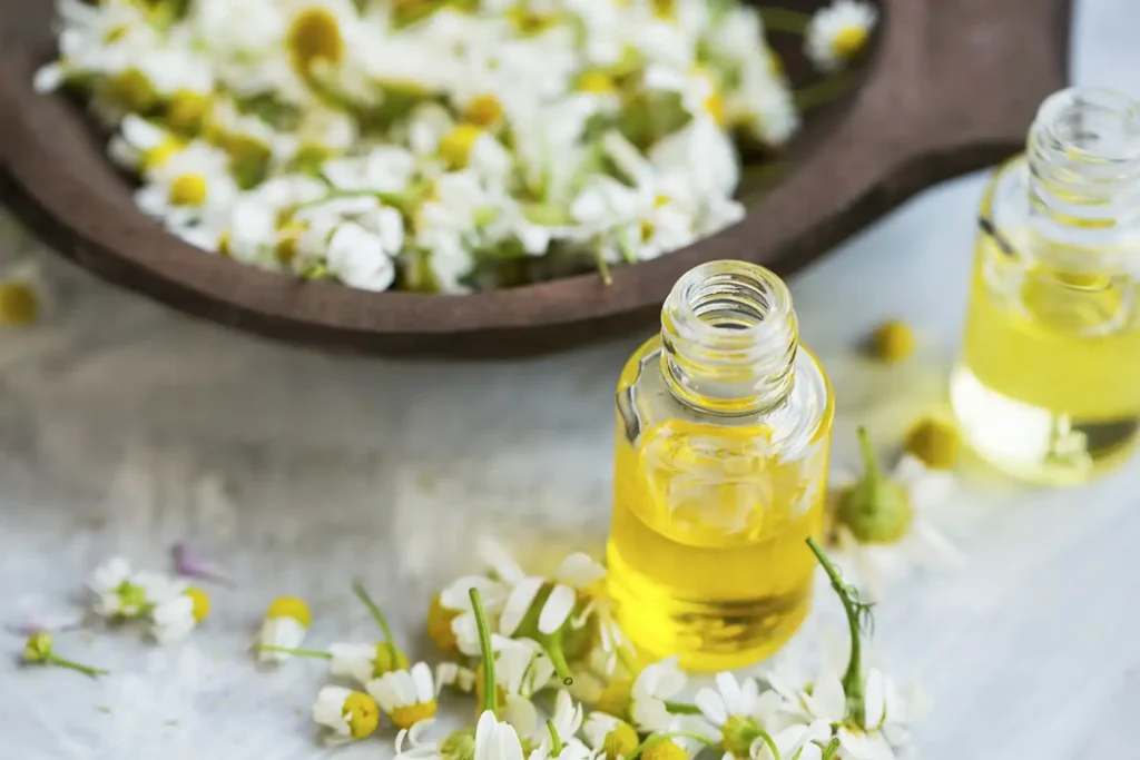 The Benefits of Chamomile Oil: The Gentle Giant 8 chamomile essential oil 6
