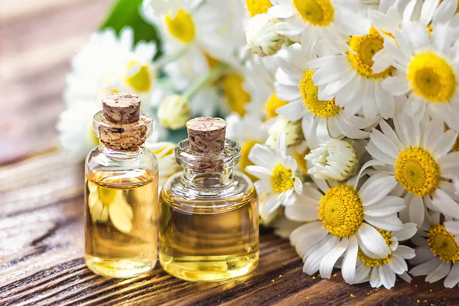 Aromatherapy - Chamomile Flower Essential Oil