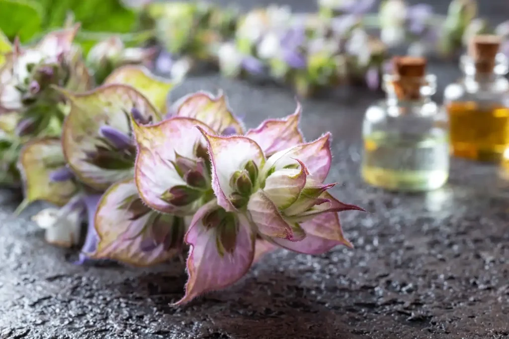 The Herbaceous Aroma of Clary Sage Essential Oil 1 clary sage essential oil 2