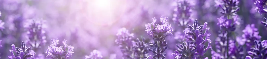 Boost Your Mood: The Magic of Uplifting Essential Oils 1 lavender banner 3