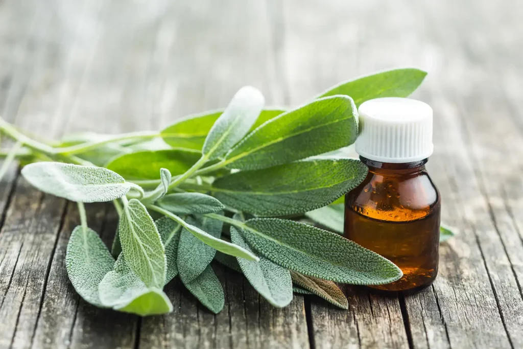 Unlocking the Aromatherapy Benefits of Sage Oil 4 sage essential oil 2