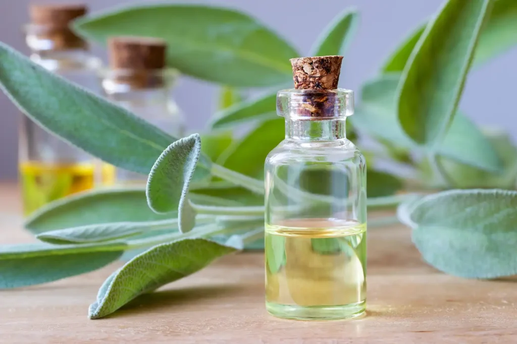 Unlocking the Aromatherapy Benefits of Sage Oil 1 sage essential oil 3