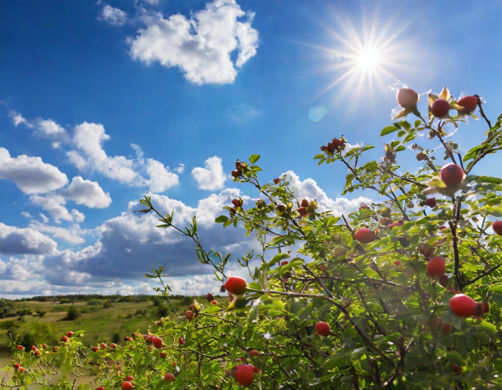 Firefly rosehip bush sunny blue cloud 92692