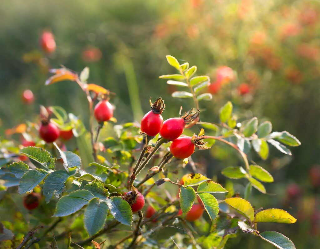 Firefly rosehips and a branch of a wild rose with berries 56934