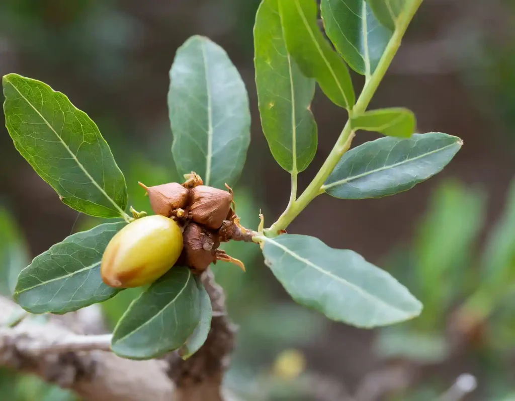 jojoba oil 7