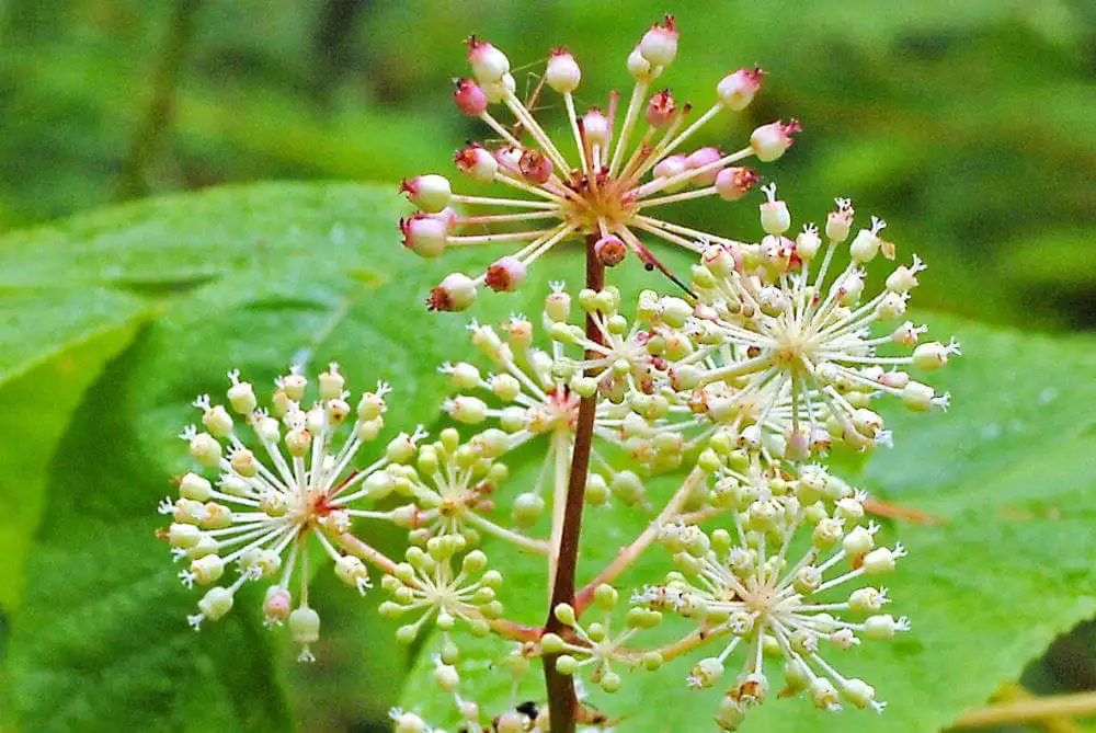 spikenard essential oil 2