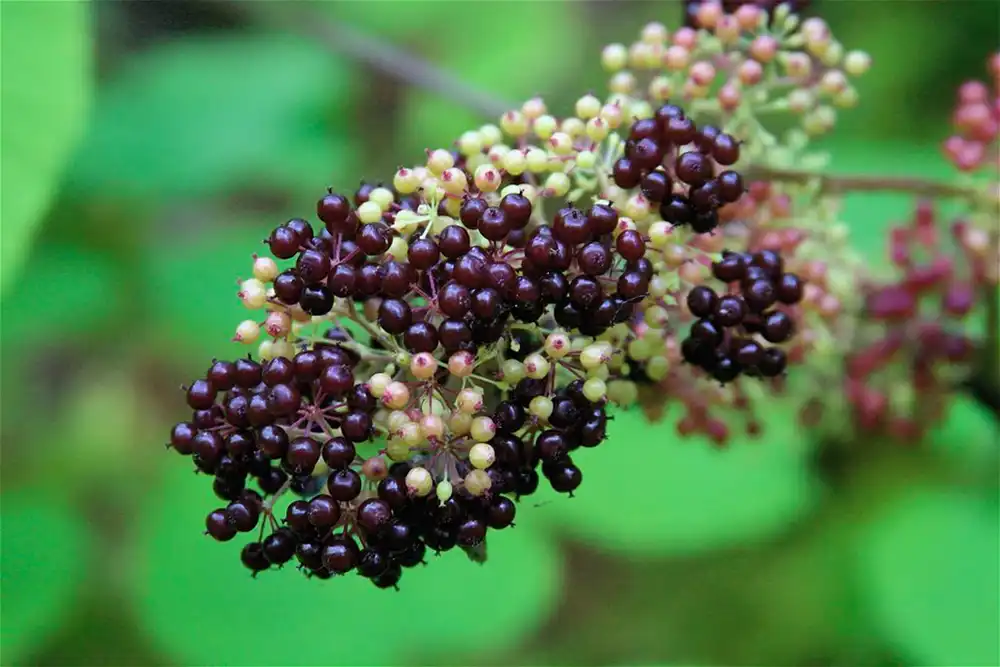 spikenard essential oil 3