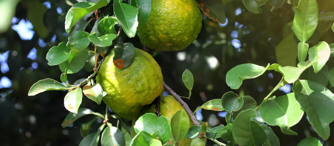 bergamot-oil-3